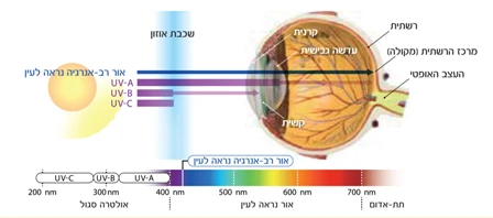 הנזק האפשרי לרשתית בחדירת קרינה לעיניים שלנו